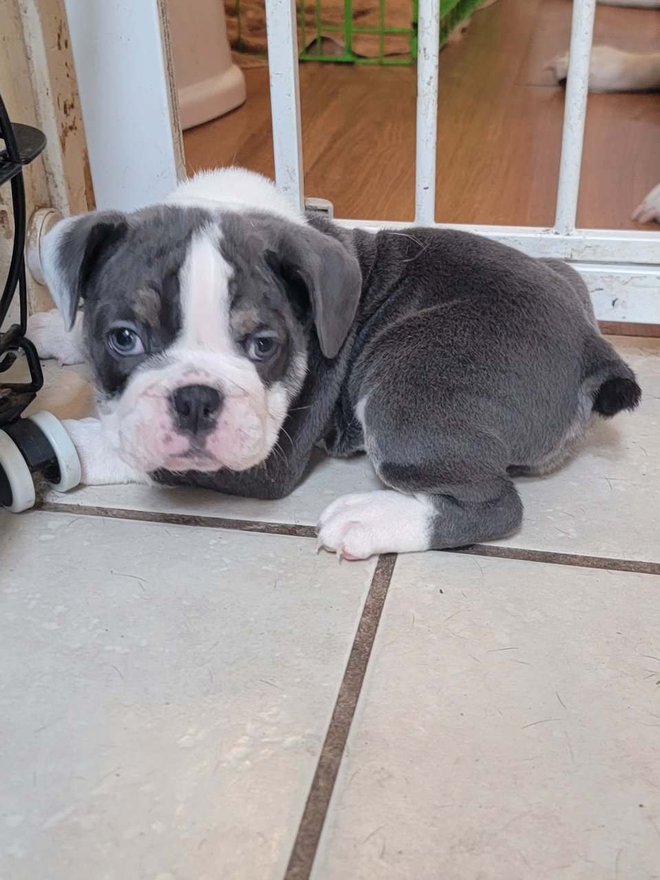 English bulldog puppies image 1