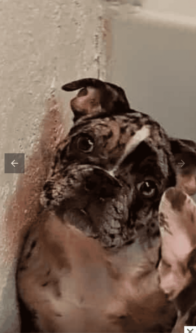 4 Month old Male French bulldog image 1