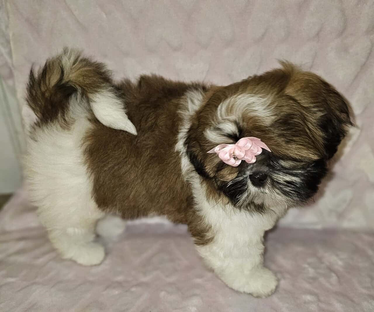 Shihtzu puppies image 1