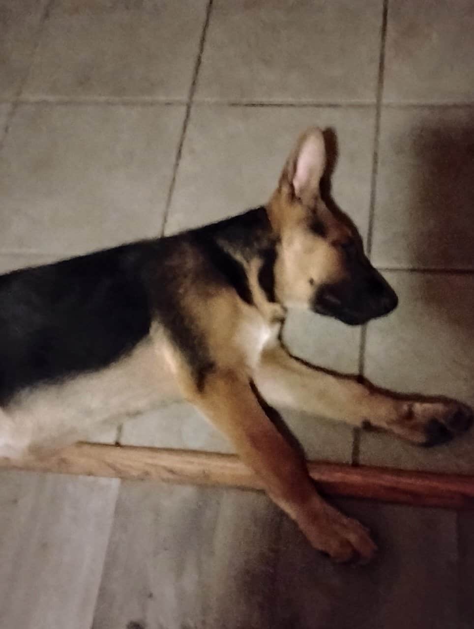 German Sheppard puppies for sale image 7