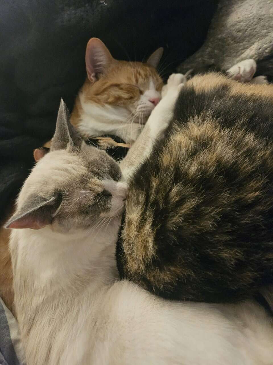 4 Female Cats, 1 yr, needing to be rehomed image 10