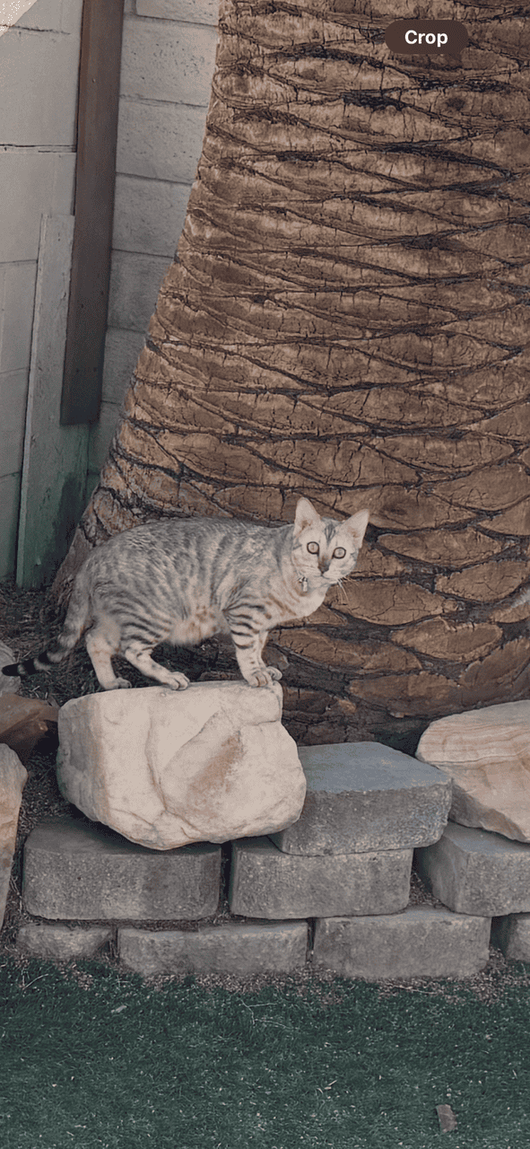 Bengal Kittens Available image 9