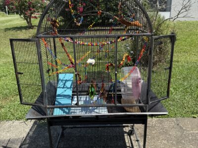 Momma Dad & Joey Gliders Bonded with C  ...