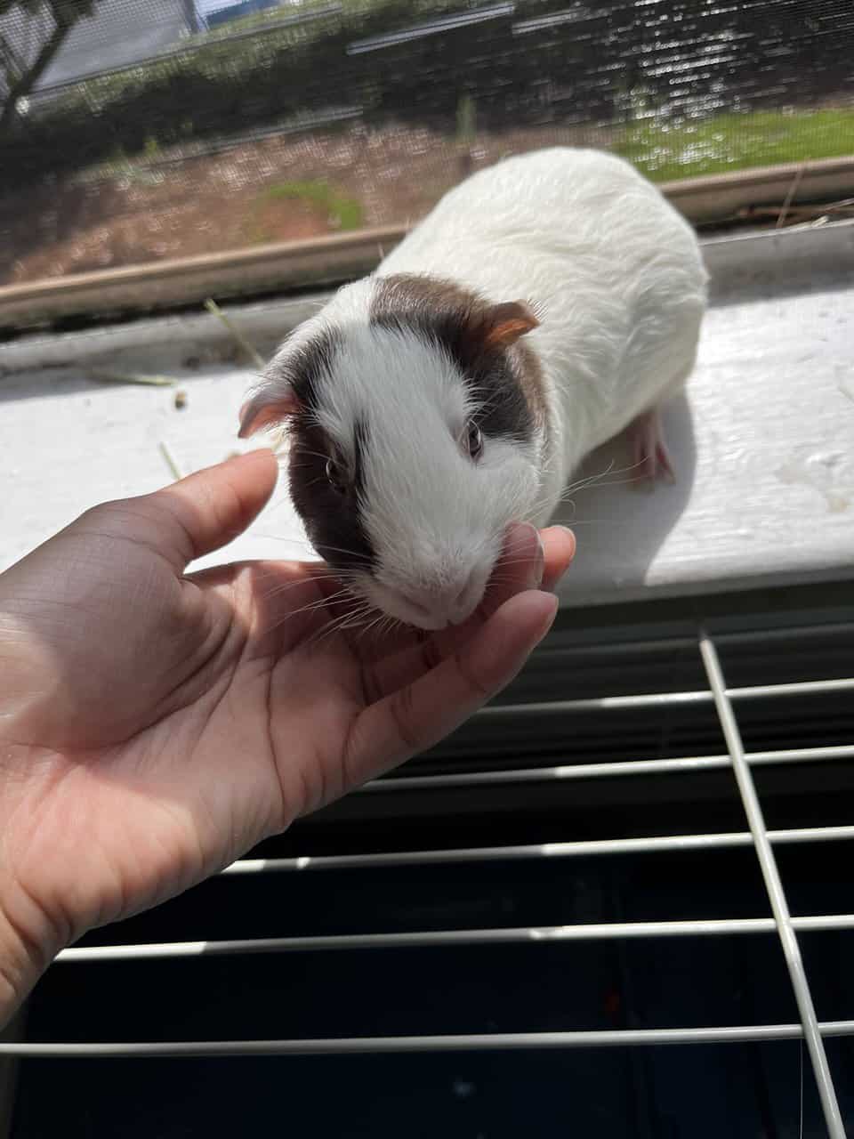 Hey looking to sell my 3 guinea pigs by today. image 2