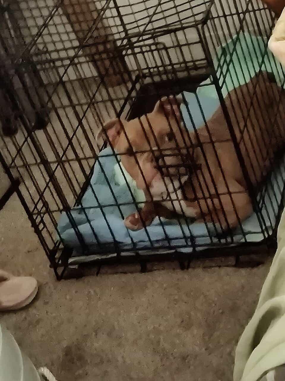 tri colored pocket bully image 1