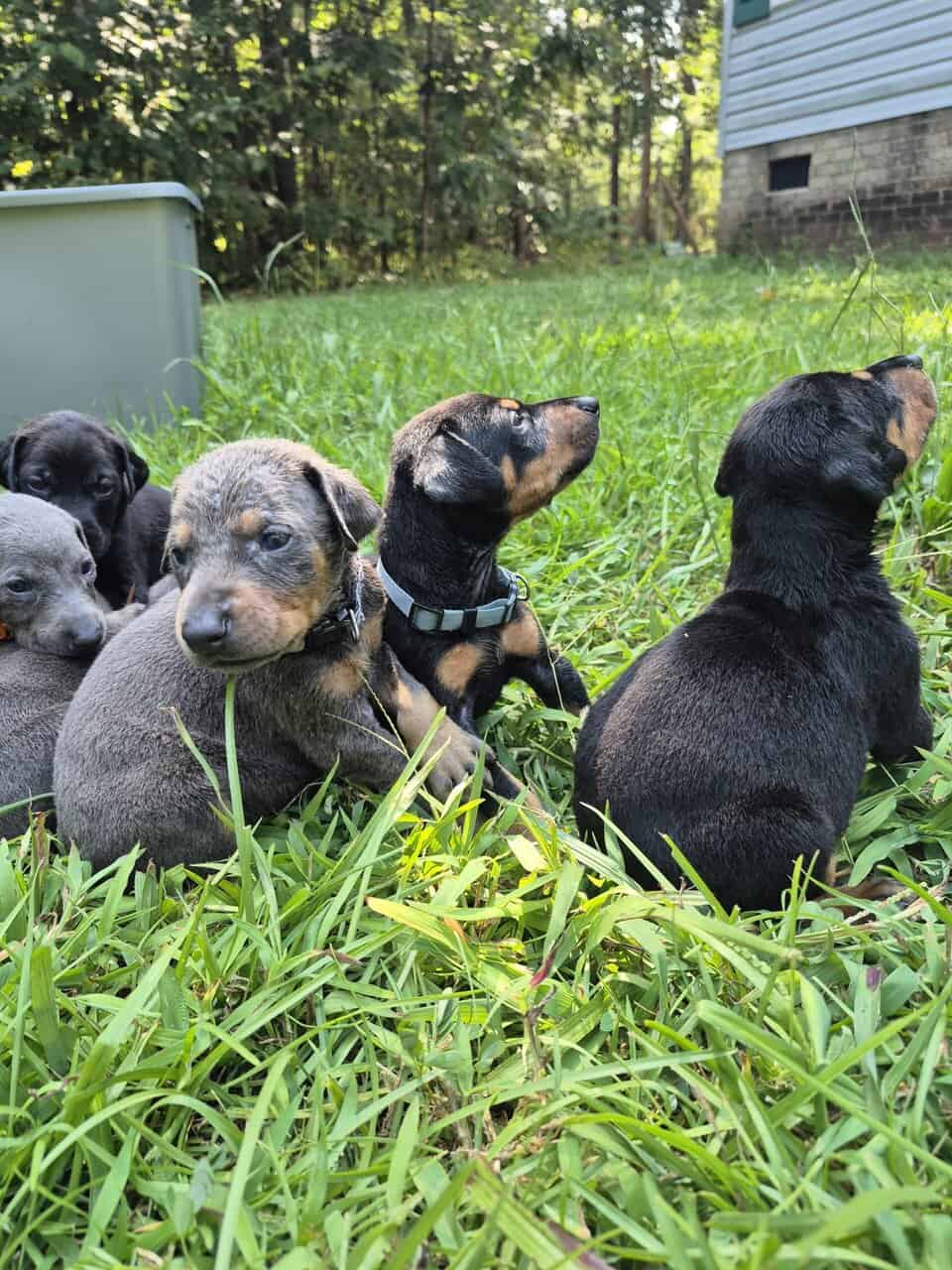 Doberman puppies image 2