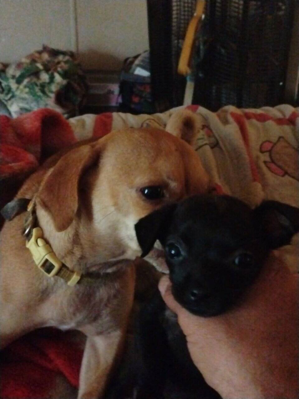 Pug/Chiweenie image 4