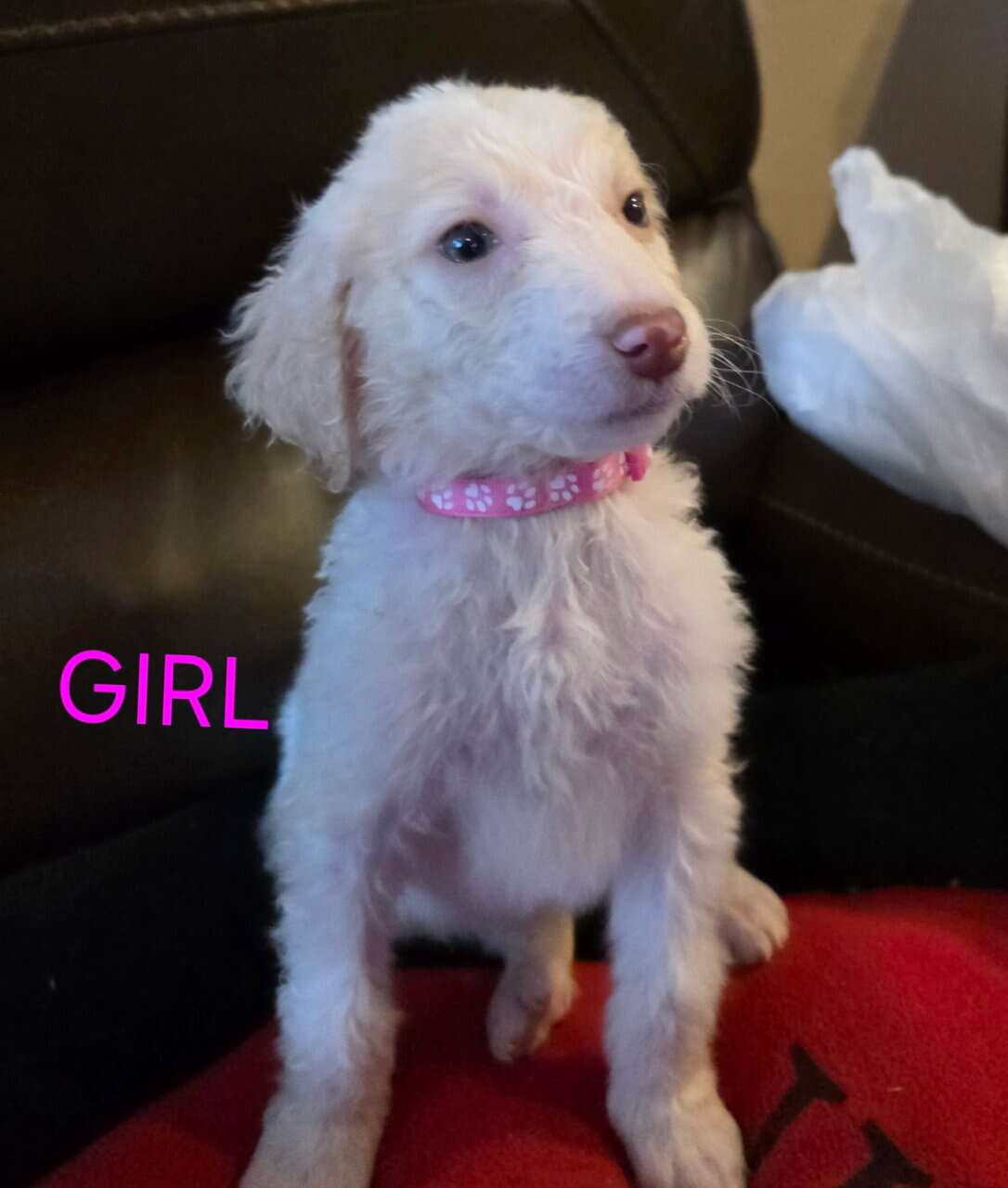 Goldendoodle pups image 3