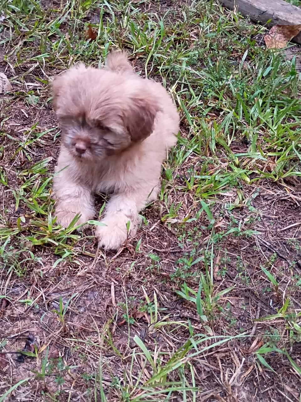 Puppies image 10