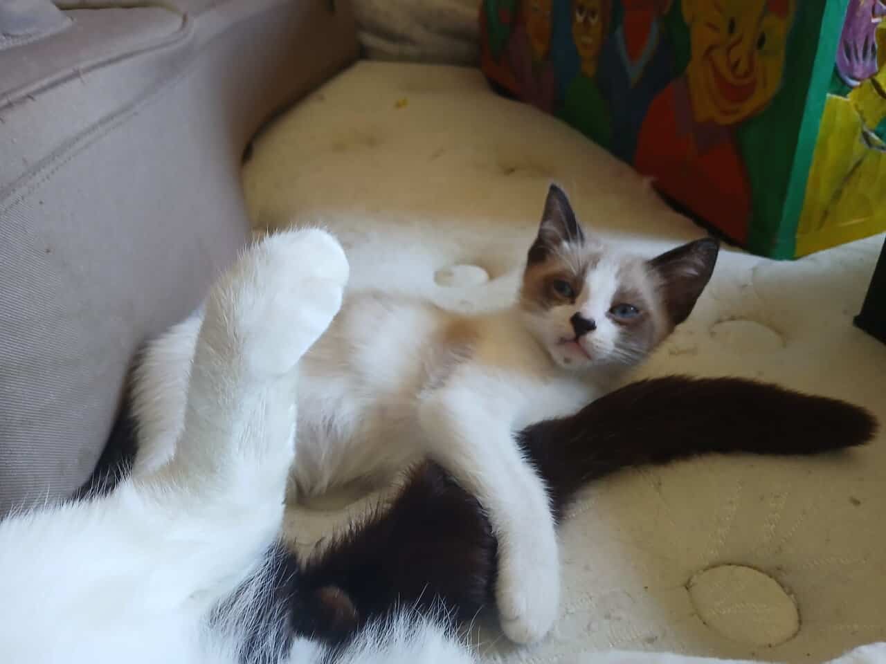 🐾 Sweet Black & White Kittens Looking for Love 🐾 image 3