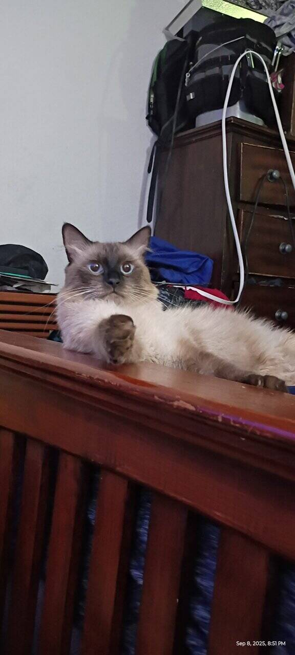 Year old Siamese male needs home ASAP image 2