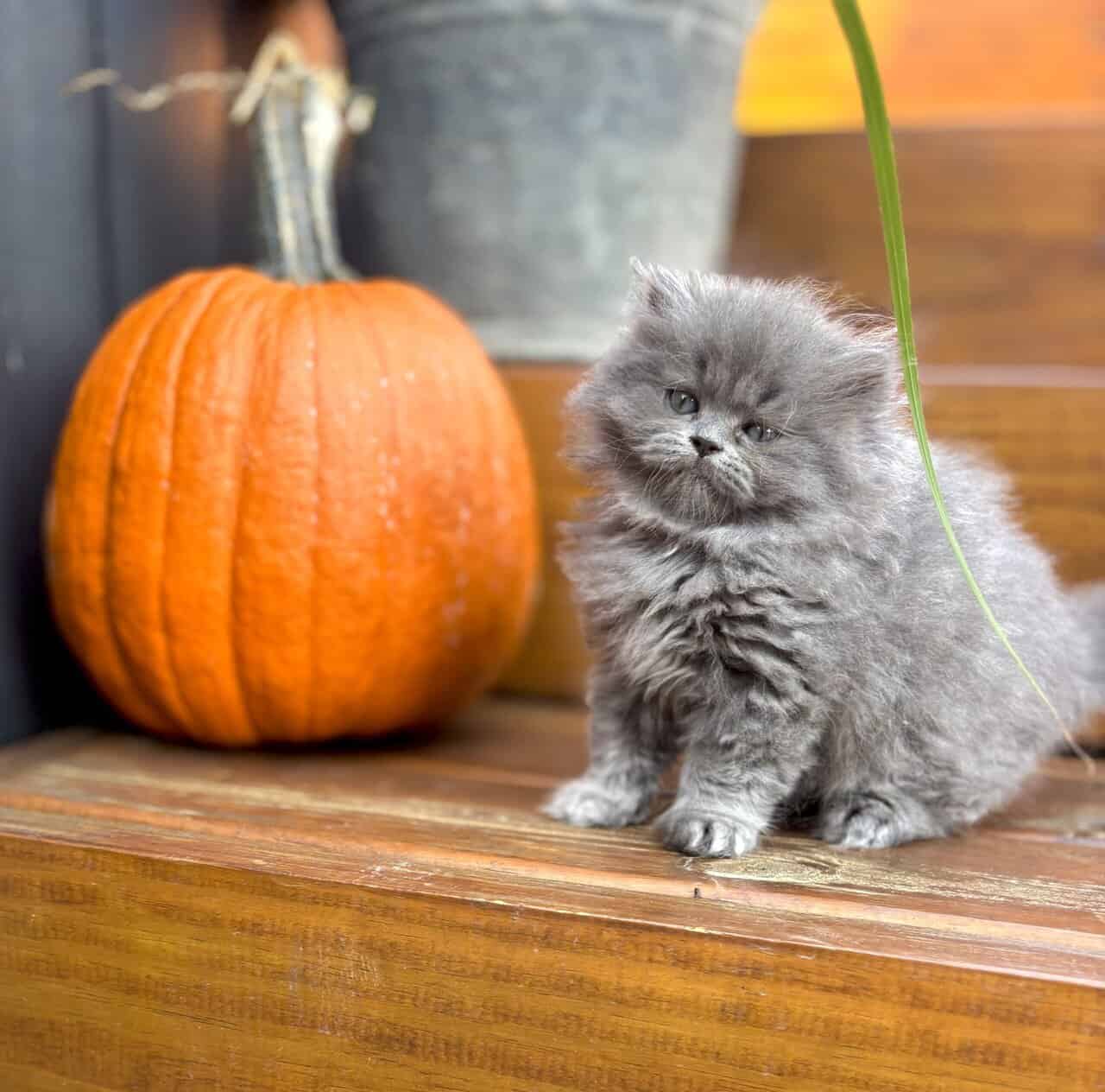 Persian Kittens image 5