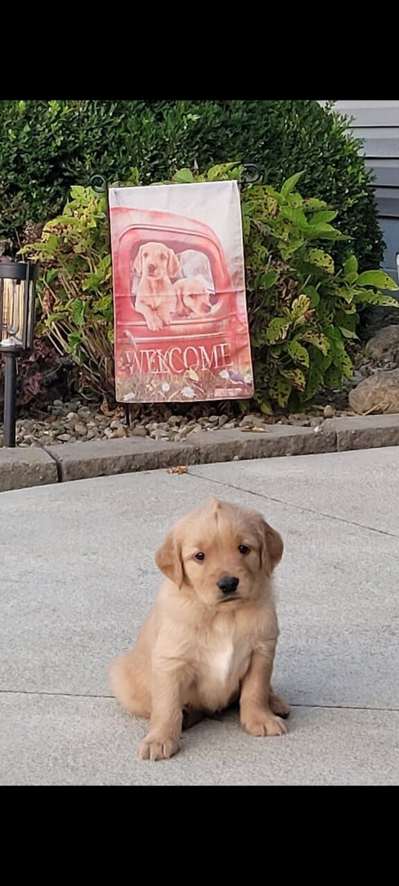 Golden Retriever puppies image 11