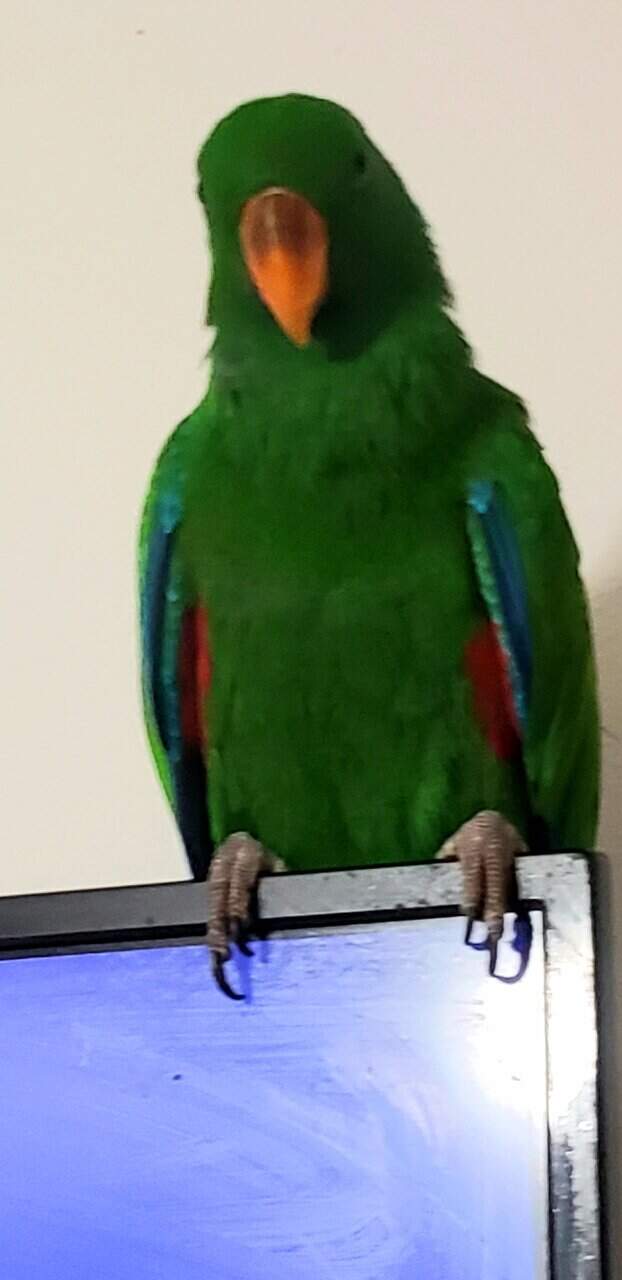 Eclectus Parrots - Tame & Playful image 4