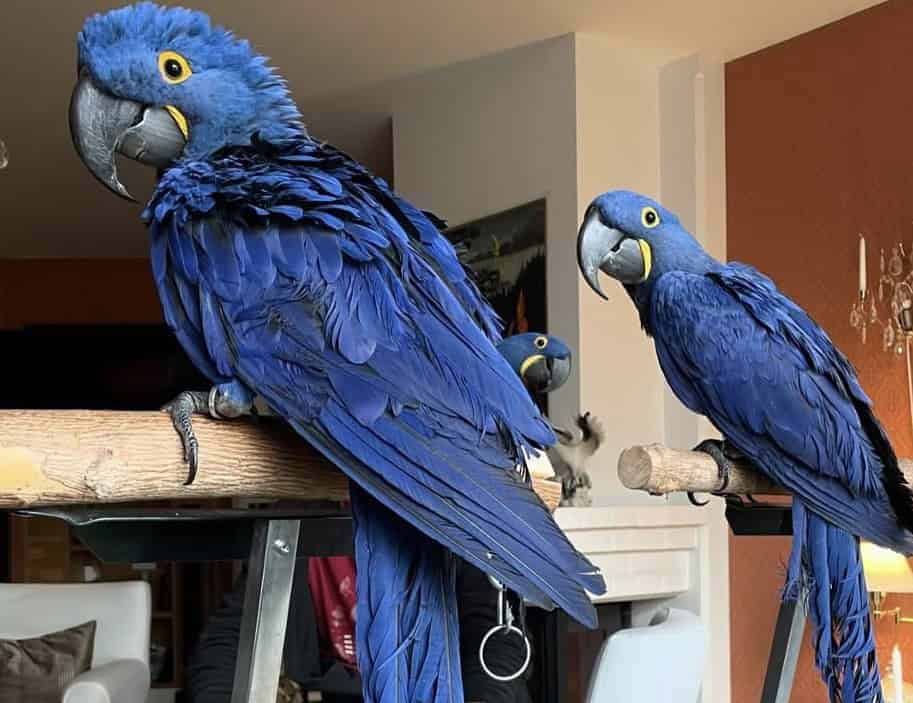 DNA tested fertile hyacinth macaw bonded pair image 1