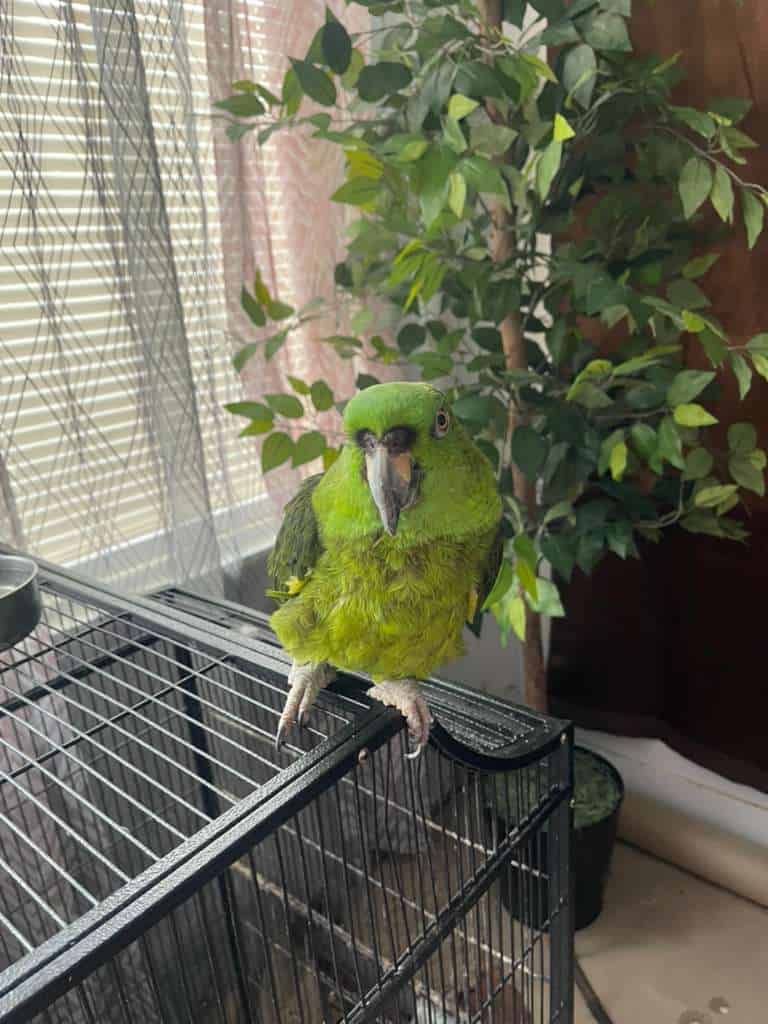 Amazon Bird image 5