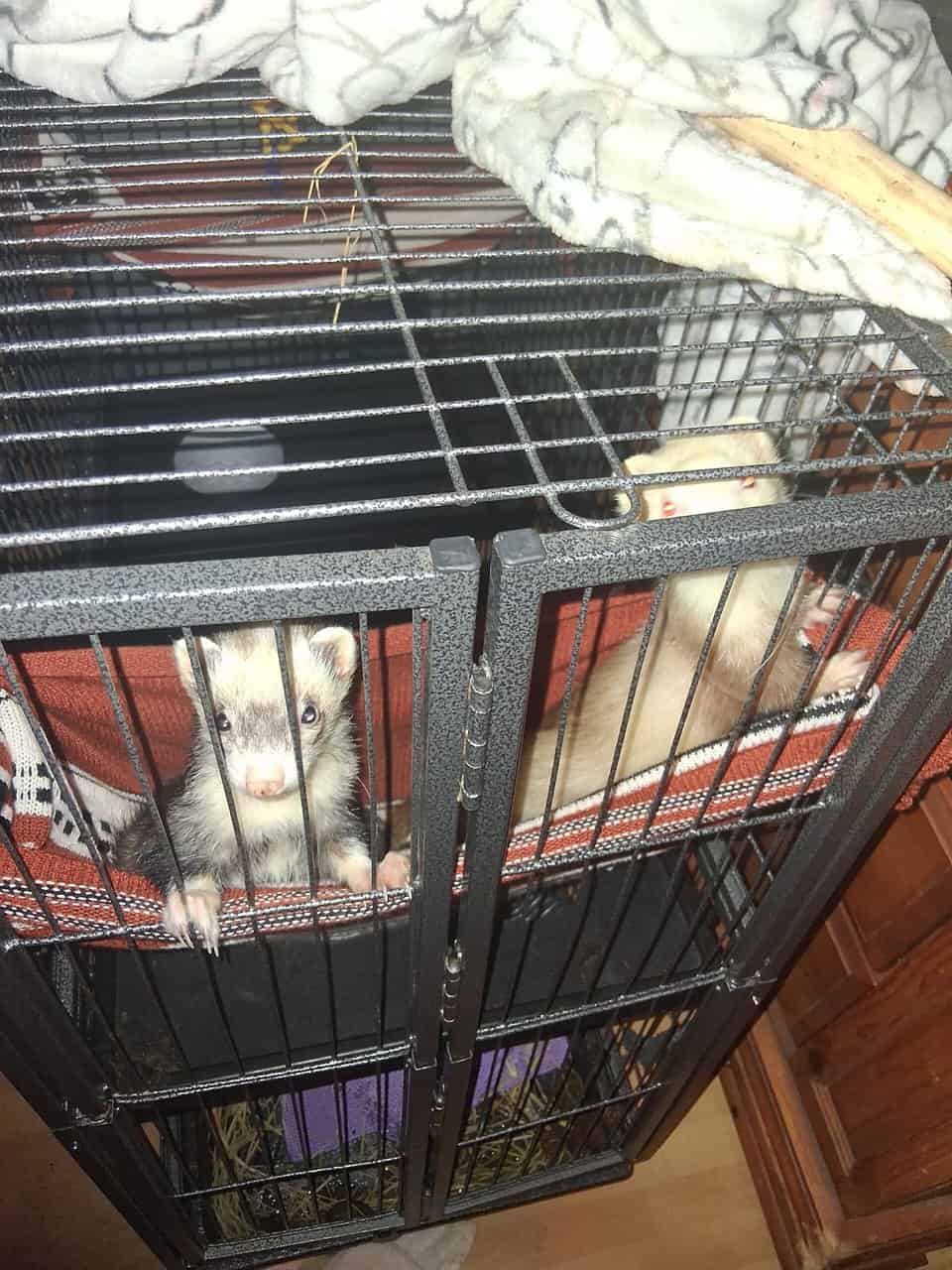 Female ferrets image 1
