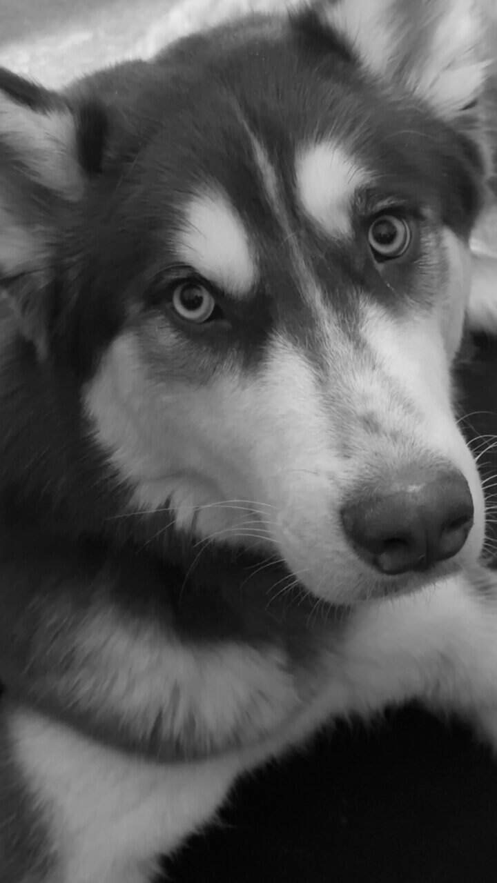 Siberian Husky image 2