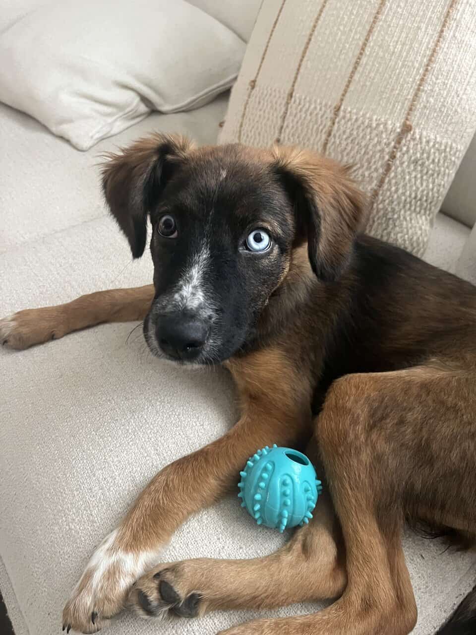 Aussie Shepherd Mix Puppy image 1