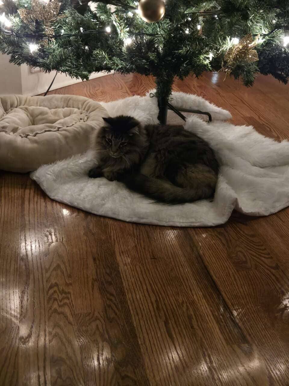 Free 4yr old Cat image 3