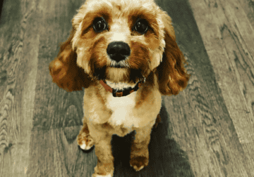 Sweet Innocent Queen