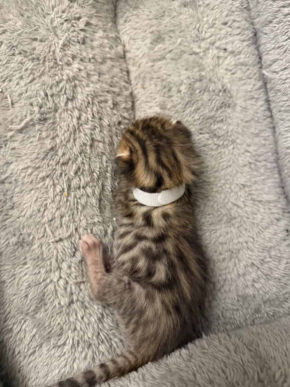 Bengal Kittens TICA Registered image 3