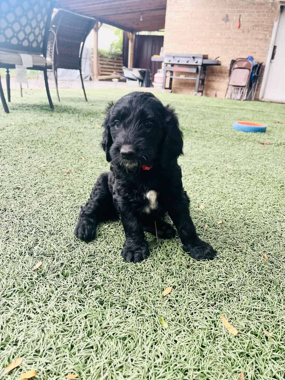 Black Goldendoodles image 2