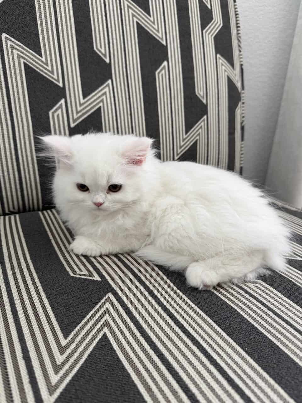 Persian Dollface image 6
