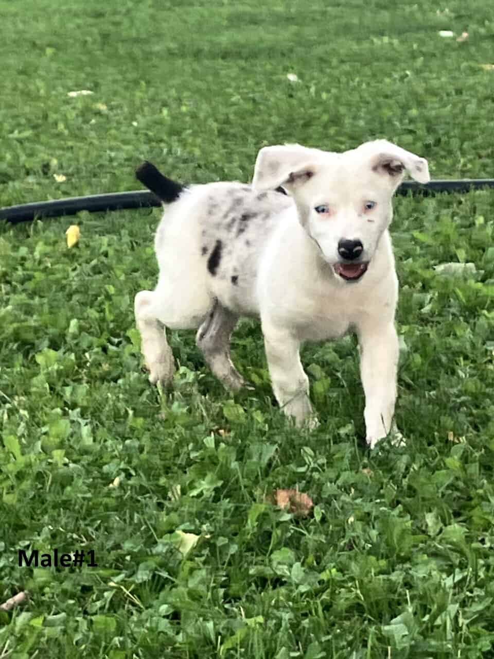 Australian Shepherd/Catahoula image 3
