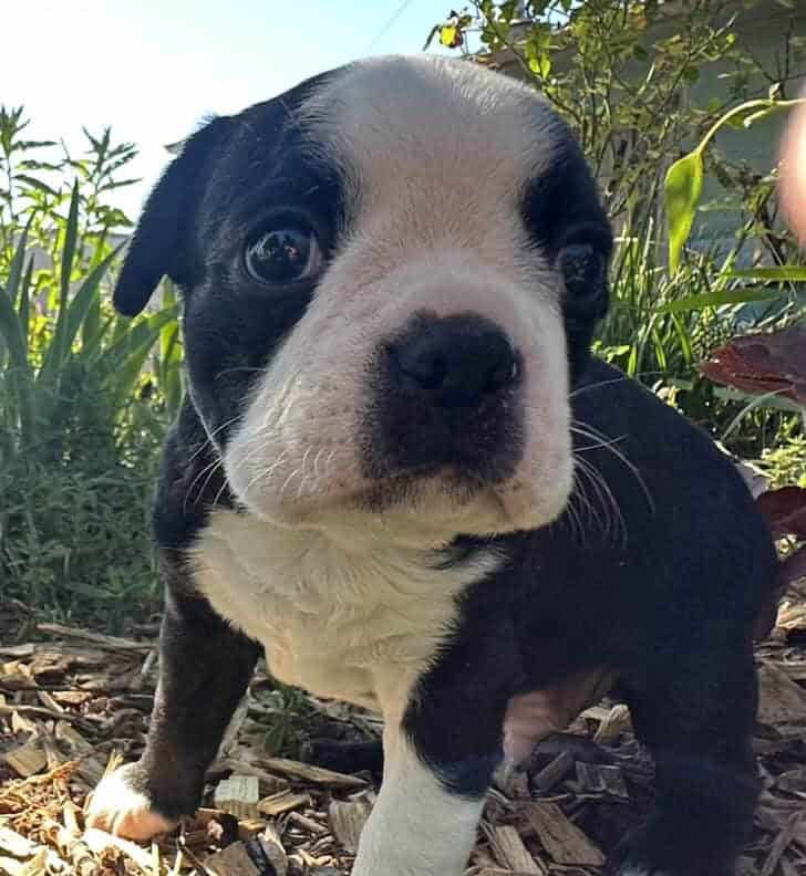 Boston Terrier Puppies image 1