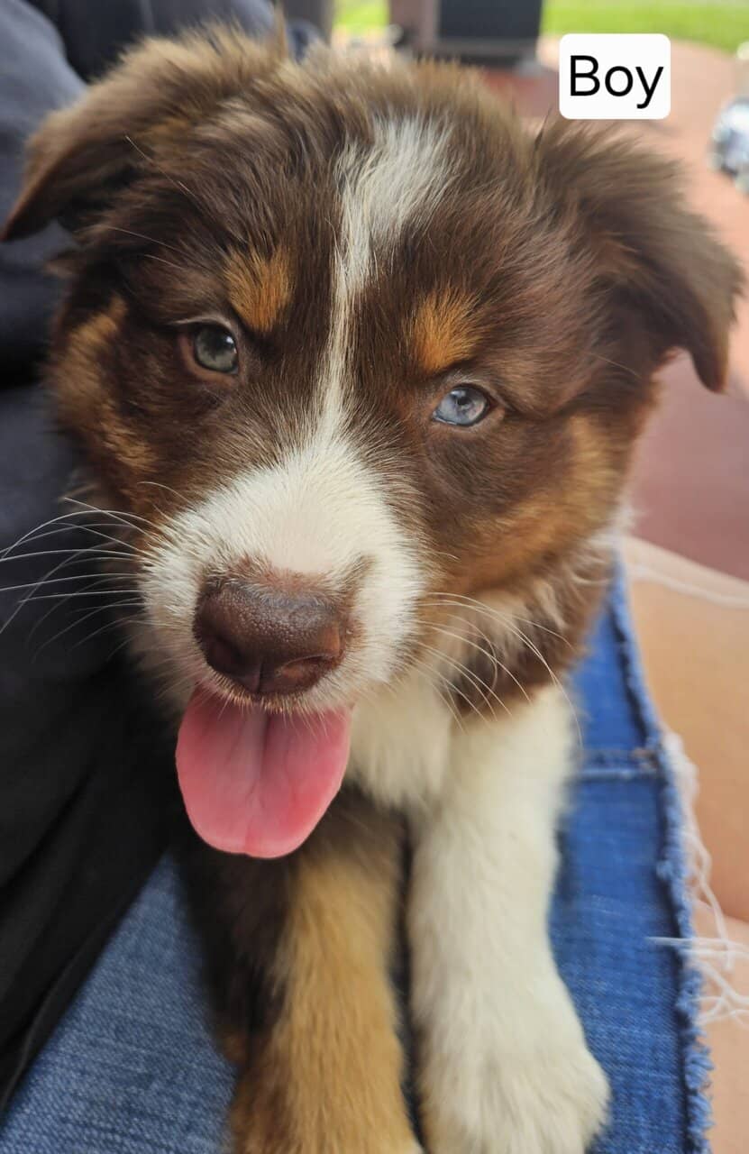 Aussie pups image 3