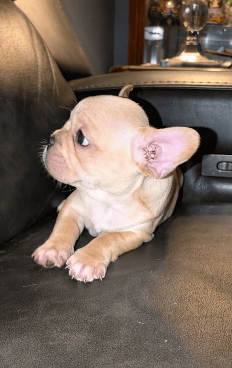 Frenchton puppies 75% French bulldog CKC image 3
