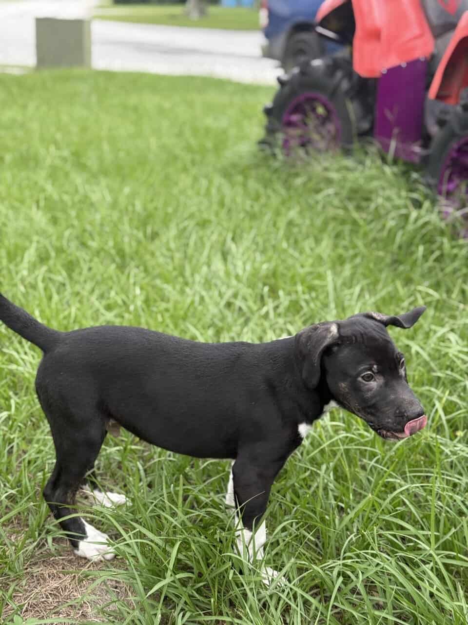 Cane corso/ Pitbul mix puppy image 4