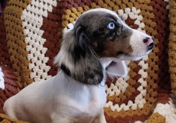 For Sale Miniature CKC Dachshunds Puppies