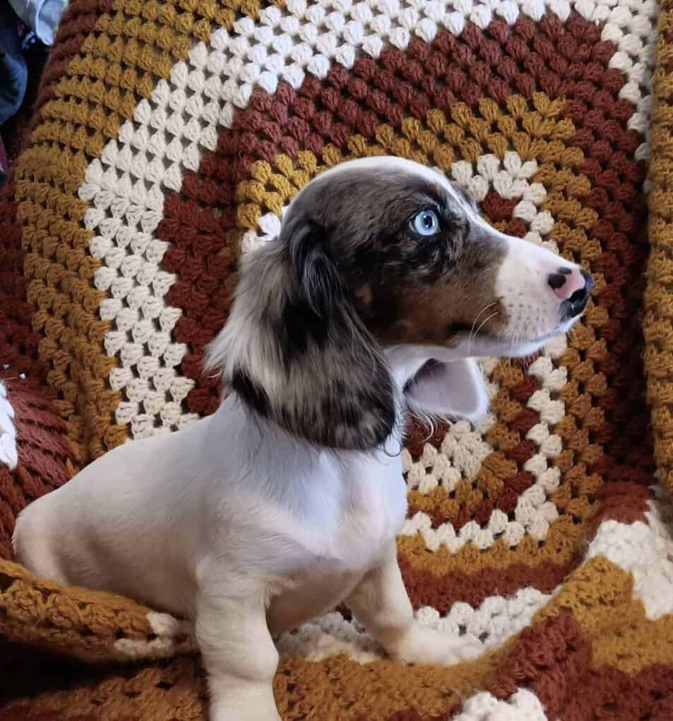 For Sale Miniature CKC Dachshunds Puppies image 1