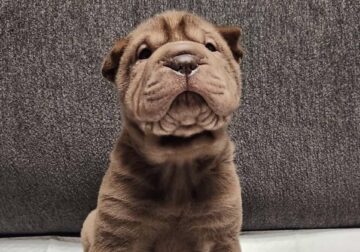 Chinese Shar Pei Puppy (Girl)
