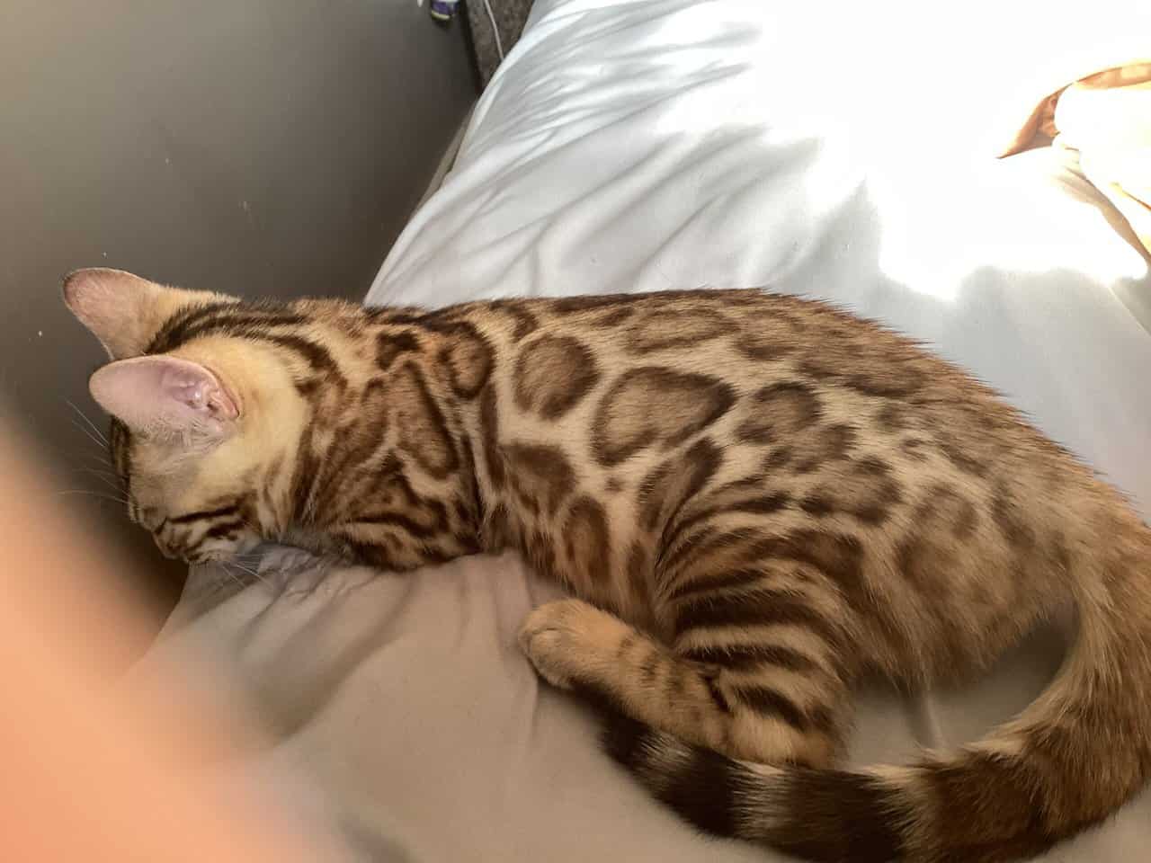 Purrr-n’s Wild Kingdom Exotic. YKittens image 6