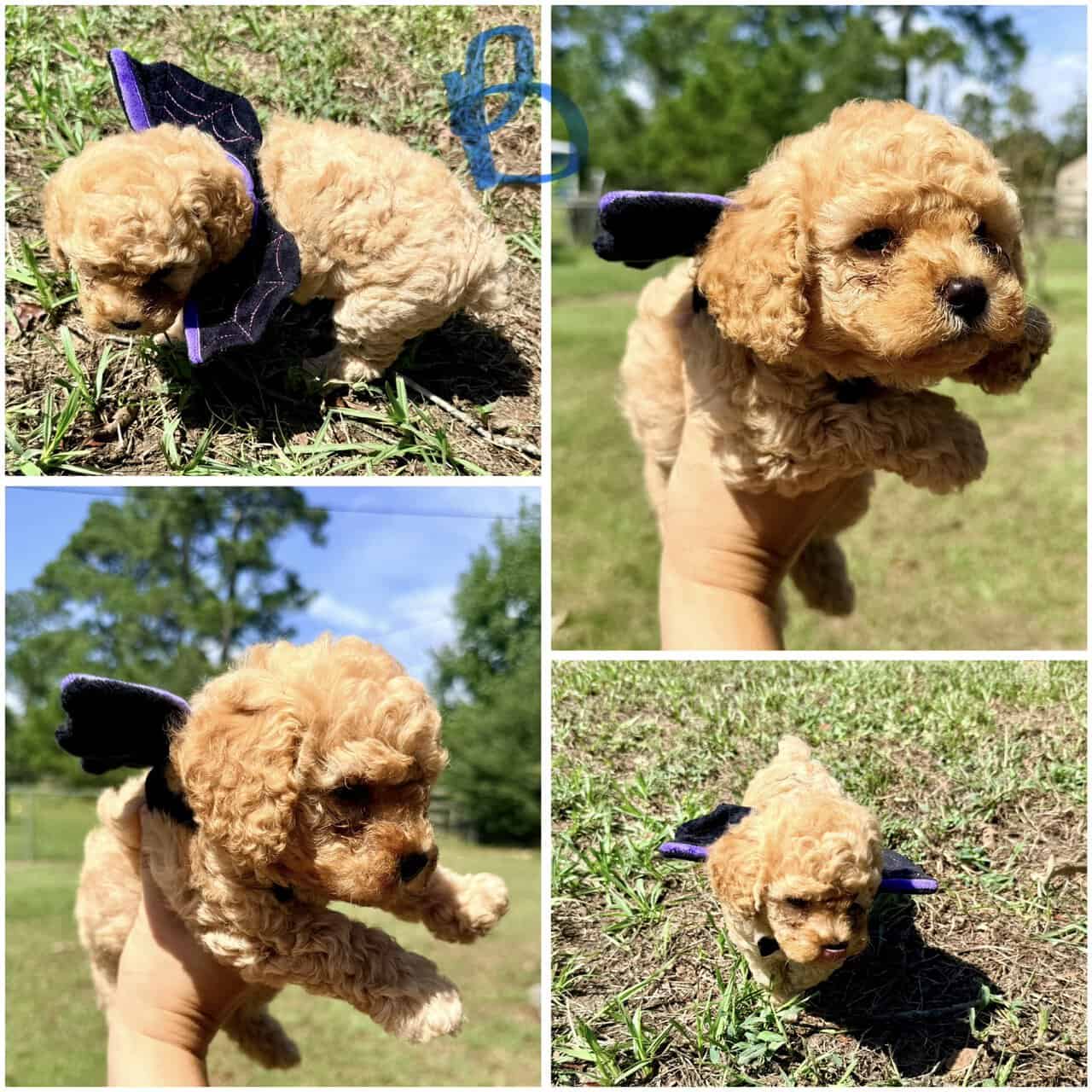 Toy poodles image 5