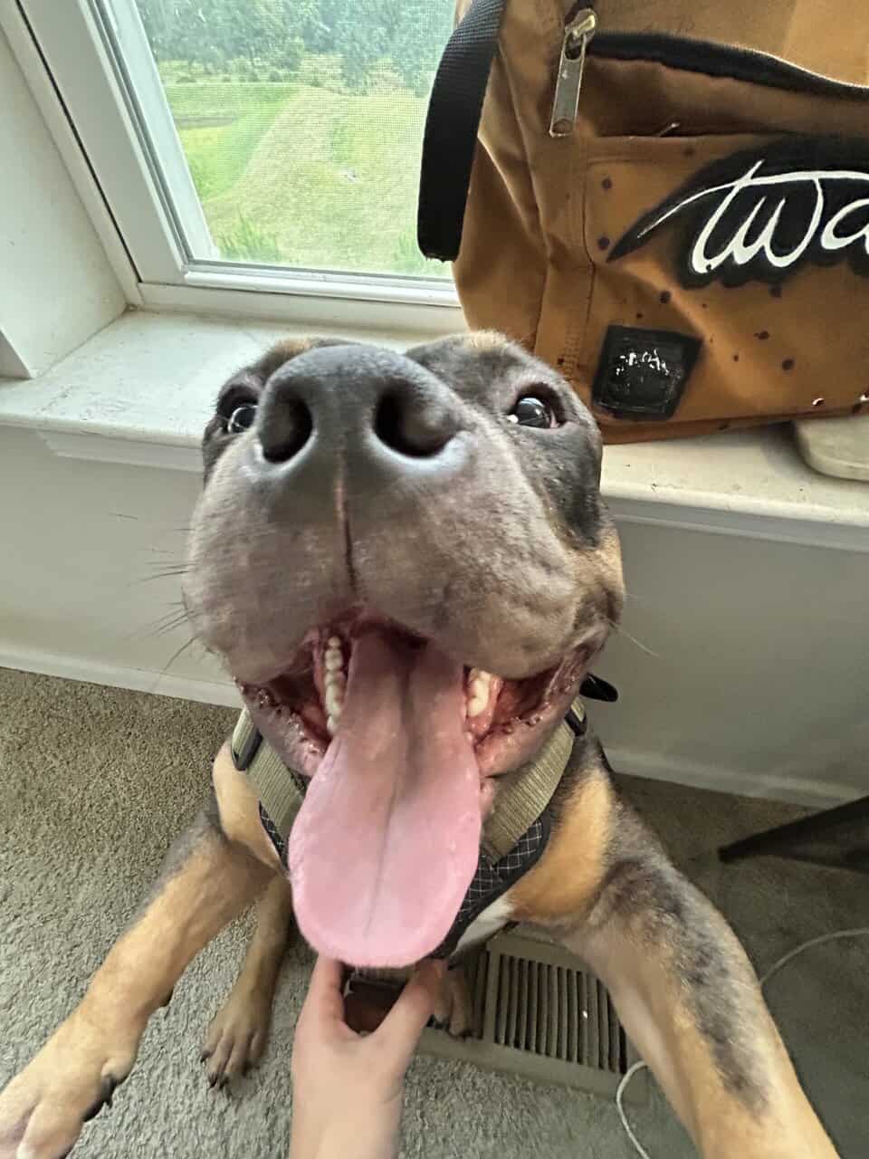 French Bulldog + Micro Pit Mix image 7