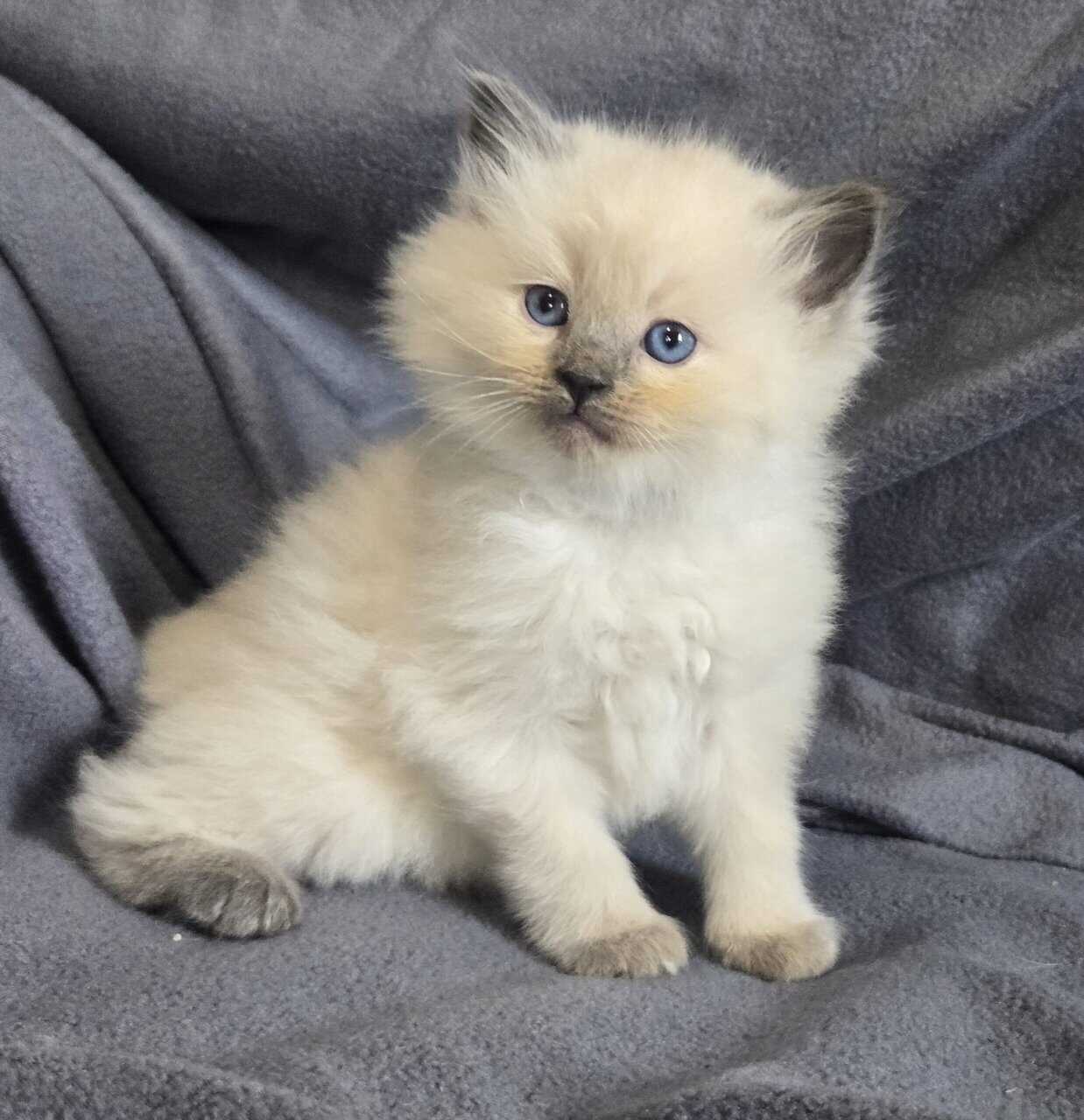 Ragdoll kittens image 2