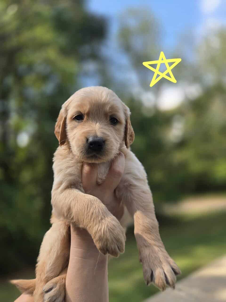 AKC Golden Retriever Puppies image 3