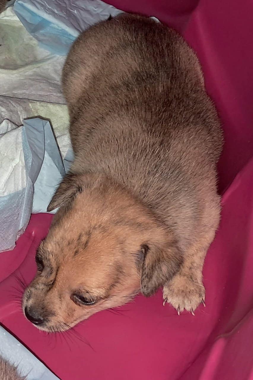Litter of 4 born 8/1 Chihuahua and Chichi image 3