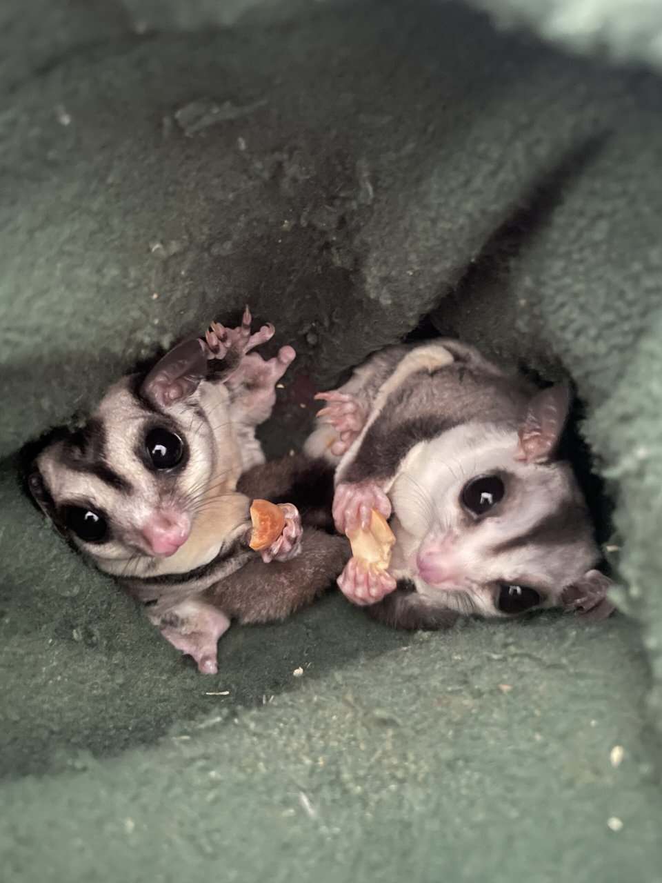 Sugar Glider Colony image 1
