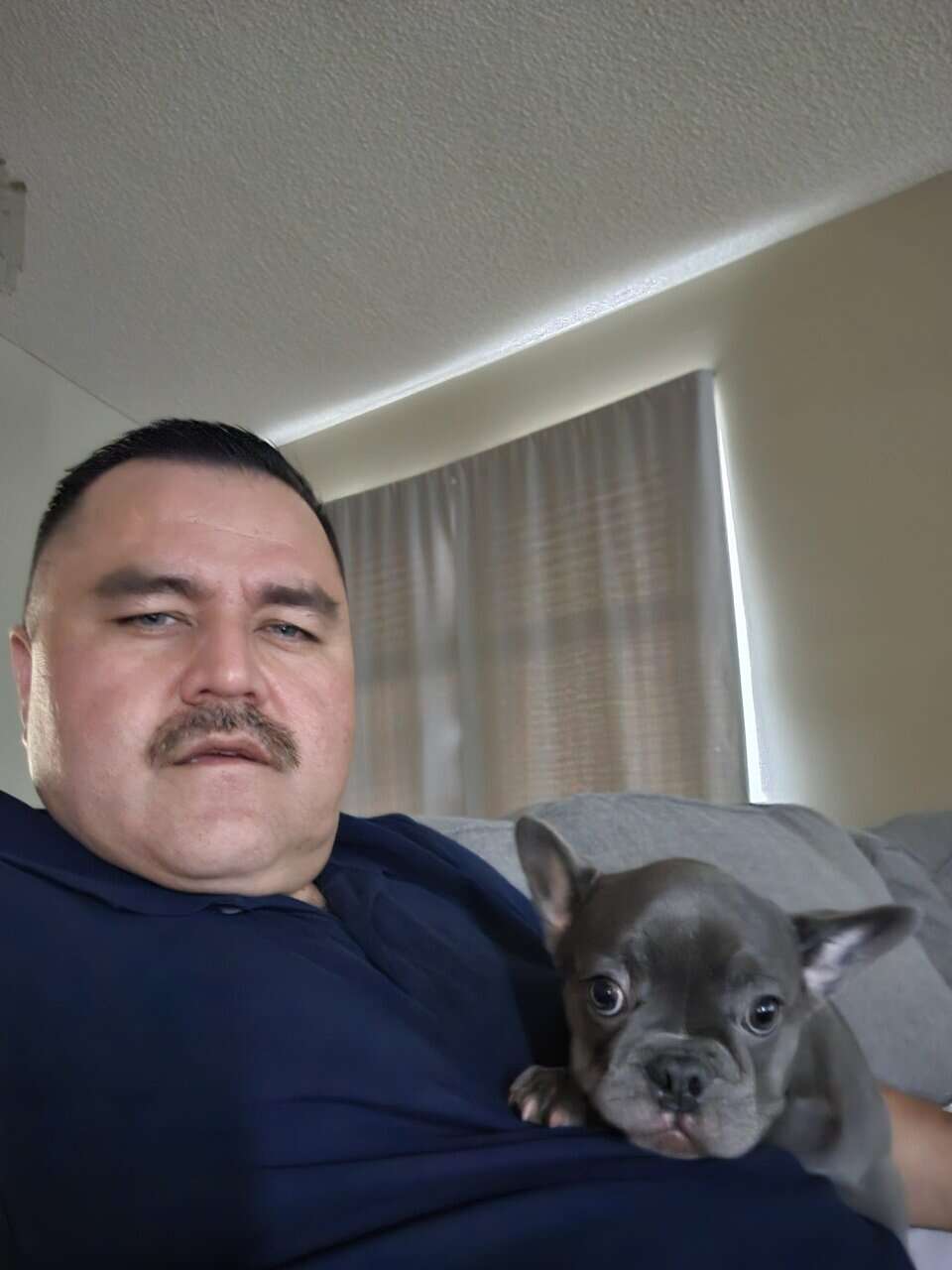 Female frenchie for sale image 1