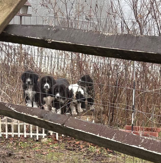 Livestock Guardian pups (LGD) image 1