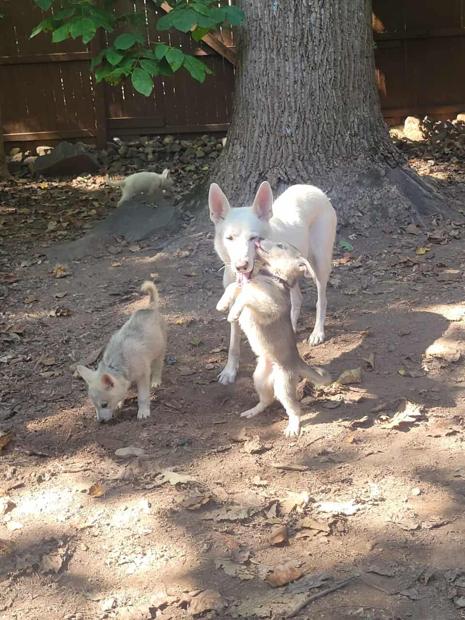 Shepski puppies image 4