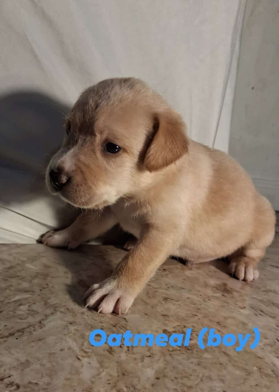 Cane Corso Labrador Mix image 1