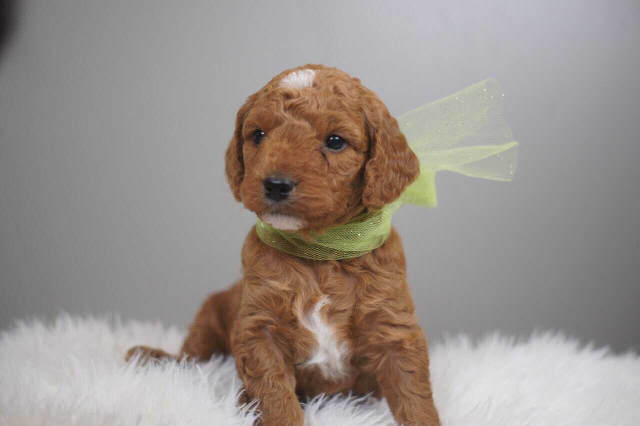 F1b Mini Goldendoodle image 5