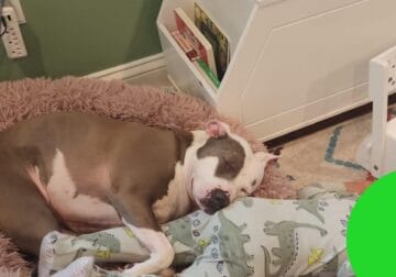 Find a new home for Ceniza