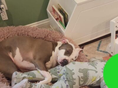 Find a new home for Ceniza